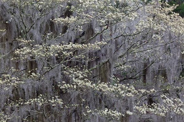 Jones, Adam 아티스트의 Flowering dogwood trees in full bloom in spring-Bonaventure Cemetery-Savannah-Georgia작품입니다.